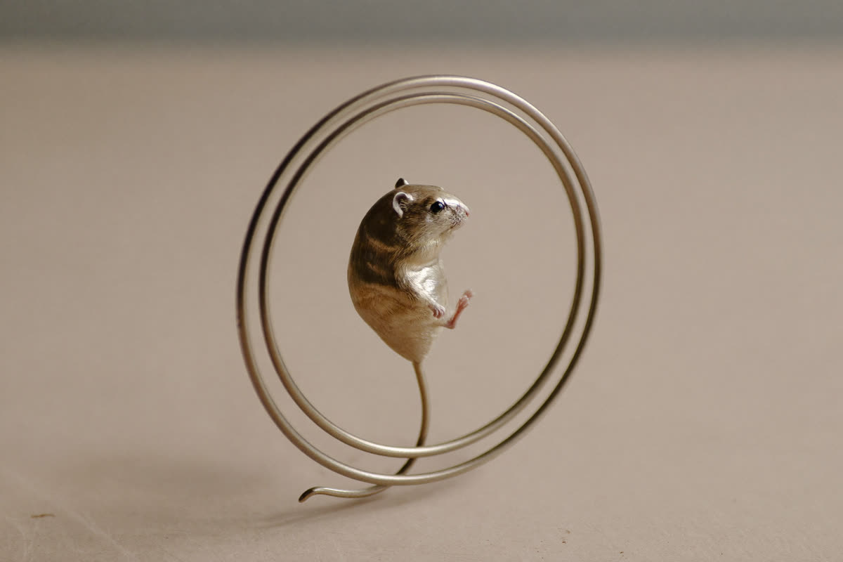 Ego spirituel : l'image du hamster dans la roue, selon Cheriii