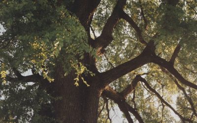 Human Design plan de naissance : lire votre schéma